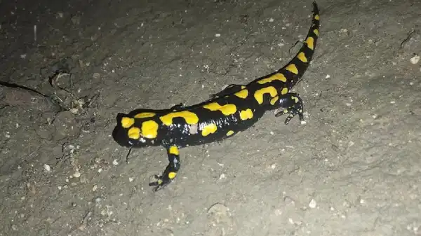 Erzincan’da ‘benekli semenderler’ görüntülendi