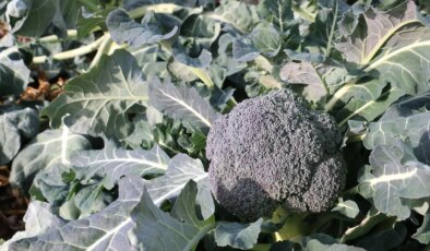 Erzincan’da kış mevsiminde de açık alanda hasat devam ediyor: 20 dekar arazide 20 ton ürün…