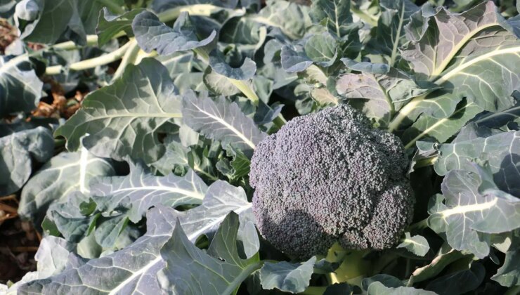 Erzincan’da kış mevsiminde de açık alanda hasat devam ediyor: 20 dekar arazide 20 ton ürün…