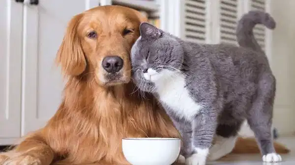 Evcil hayvan sahipleri dikkat: Son gün 31 Aralık