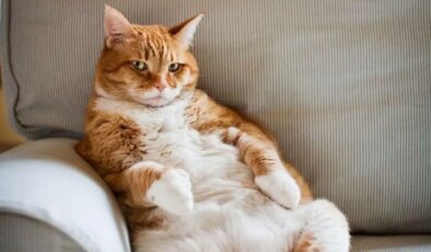 Evcil hayvanlarda obezite alarmı: Kedilere özel kilo verdiren ilaç geliştirildi