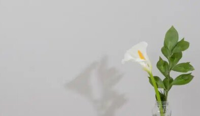 Evdeki rutubet ve küf kokusuna son! Çamaşır suyunu unutun, evin havasını tertemiz yapan o bitki…