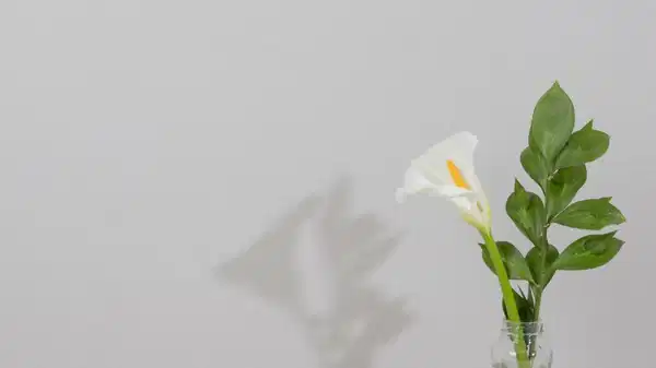 Evdeki rutubet ve küf kokusuna son! Çamaşır suyunu unutun, evin havasını tertemiz yapan o bitki…