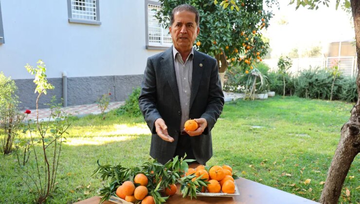 Fiyatı geriledi, Türkiye’nin en ucuz meyvesi oldu: Dalında 3, pazarda 5 lira