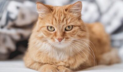 Fransa’da dünyanın ilk ev hapsi alan kedisi unvanının sahibi oldu