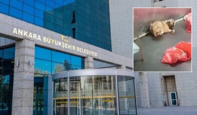 Görüntüler tepki çekmişti: ABB’den Karataş Hayvan Barınağı’na videolu açıklama