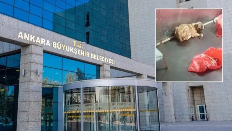 Görüntüler tepki çekmişti: ABB’den Karataş Hayvan Barınağı’na videolu açıklama
