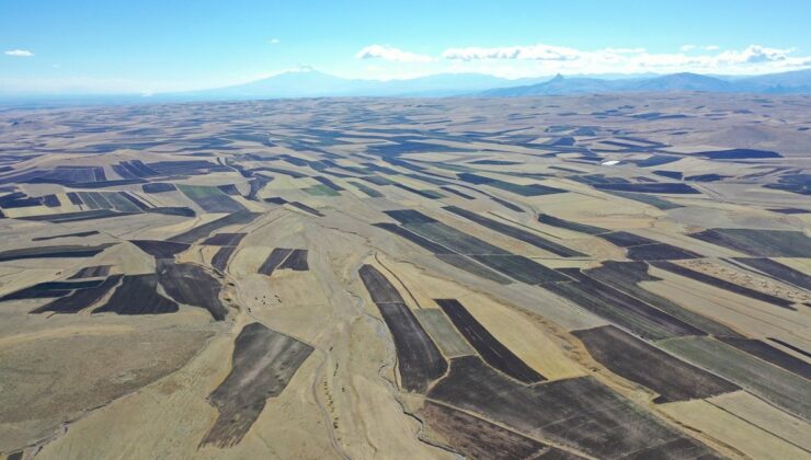Hasat bitti! Kars Ovası’ndaki tarlalar ‘halı’ desenine döndü