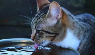 Hayvan hakları için altı ilde ortak çağrı: ‘Ekolojik yıkımın sorumlusu hayvanlar değil, politikalar’