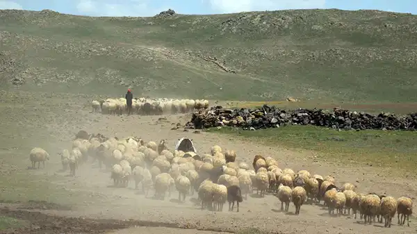 Hayvancılık için çağrı: ’10 yıl sonra çoban bulunmakta zorlanacağız’