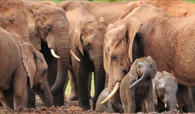 Hindistan’da fil sürüsü köye saldırdı:  4 ölü