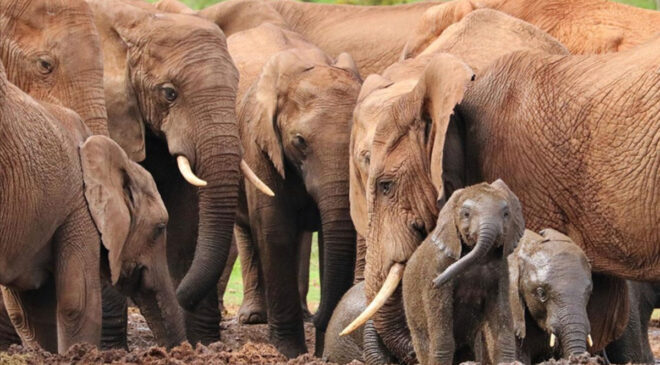 Hindistan’da fil sürüsü köye saldırdı:  4 ölü