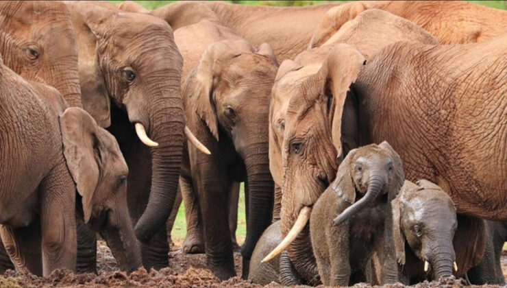 Hindistan’da fil sürüsü köye saldırdı:  4 ölü