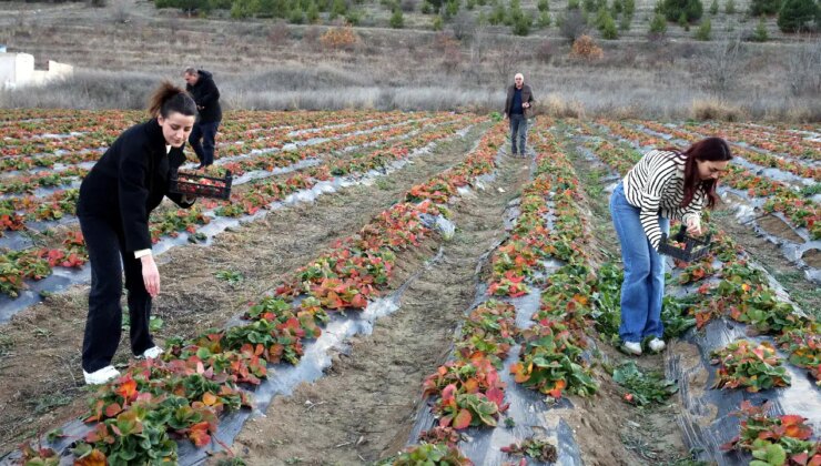 Hobi amaçlı yetiştirdi, şimdi siparişlere yetişemiyor! Pastaneler kapısında kuyruk oldu…