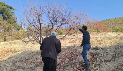 Hurma üreticileri: ‘Kesinlikle destek yok, böyle giderse keseceğiz ağaçlarımızı’
