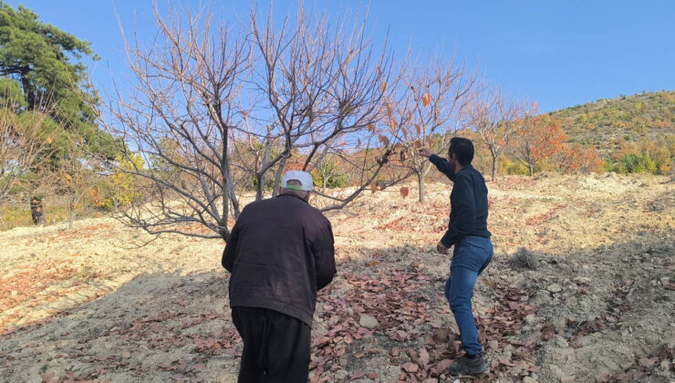 Hurma üreticileri: ‘Kesinlikle destek yok, böyle giderse keseceğiz ağaçlarımızı’