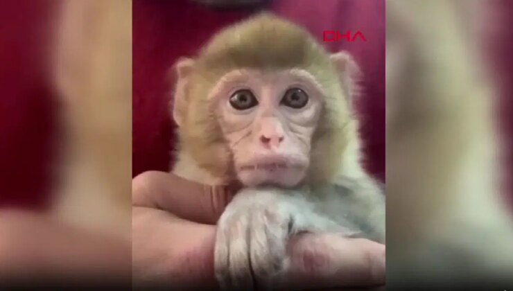 İhbarla ortaya çıktı: Yavru makak maymunu kurtarıldı