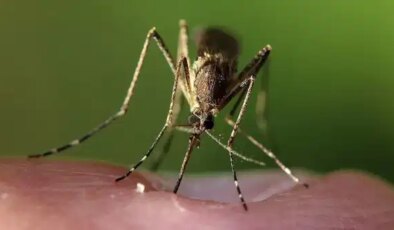 İklim değişikliği hayvanlardan bulaşan hastalıkları etkileyebilir