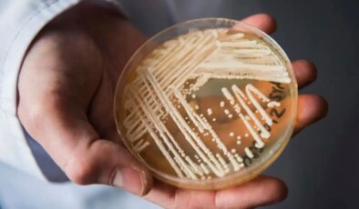 İlaçlara dirençli ölümcül mantar dünyaya yayılıyor