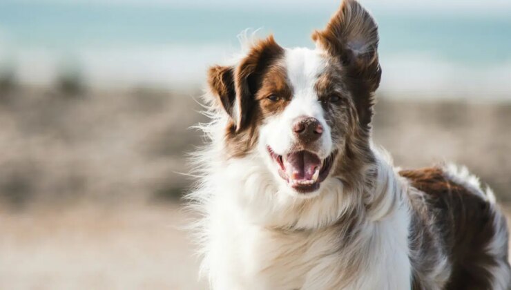 İşitme, koku, titreşim… Köpekler felaketleri önceden sezebiliyor mu?