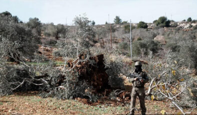İsrail, Batı Şeria’da bir haftada 3 binden fazla ağaca zarar verdi