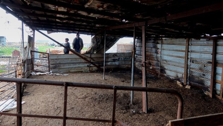 İsrailliler, Batı Şeria’da, Filistinlilerin çiftliğinden 150 koyun çaldı