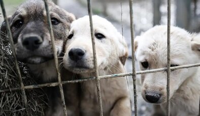 İstanbul Valiliği’nin sokakta köpek beslenmesine yönelik kısıtlamasına karşı dava açıldı!