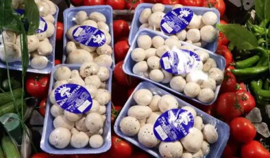 İstanbul’da 1 ayda 60 kişi mantardan zehirlendi: Uzmanından kritik uyarılar!