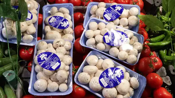 İstanbul’da 1 ayda 60 kişi mantardan zehirlendi: Uzmanından kritik uyarılar!