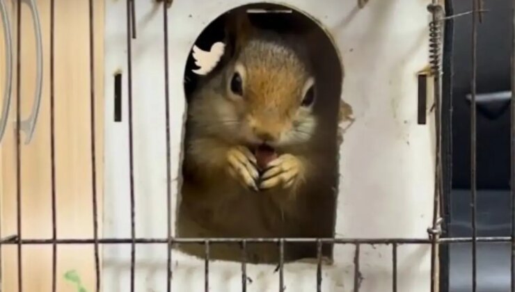 İstanbul’da iş yerinde tutulan sincaba el konuldu