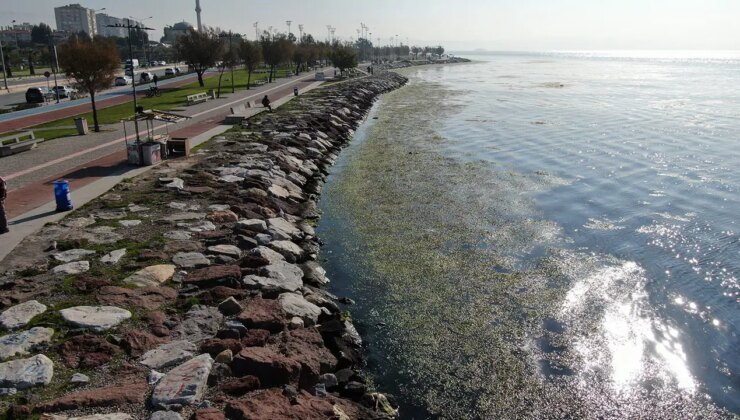 İzmir Körfezi alarm veriyor: Sahil şeridi yeşile döndü!
