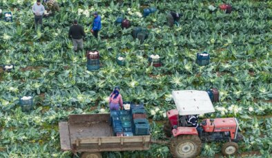 İzmir’de hasat telaşı başladı: ‘Kışlık sebze üretim üssü”