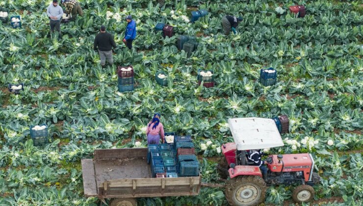 İzmir’de hasat telaşı başladı: ‘Kışlık sebze üretim üssü”