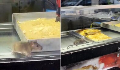 İzmir’de mide bulandıran görüntü: Fare börek tepsileri arasında gezdi!