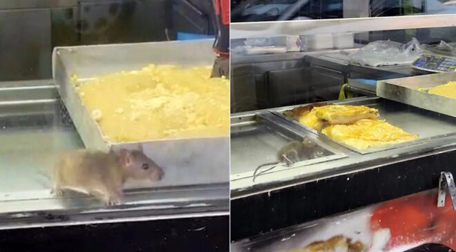 İzmir’de mide bulandıran görüntü: Fare börek tepsileri arasında gezdi!