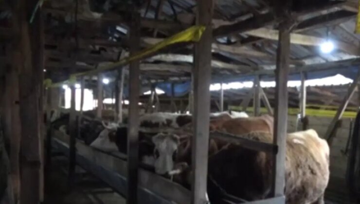 İzmir’de şap karantinası: O ilçede hayvan hareketleri durduruldu