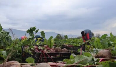 İzmir’in bereketli topraklarında ‘Kırmızı elmas’ mesaisi başladı: