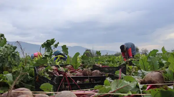 İzmir’in bereketli topraklarında ‘Kırmızı elmas’ mesaisi başladı:
