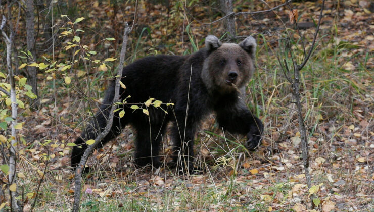 Japonya’da ayı saldırıları 230’a ulaşarak rekor kırdı