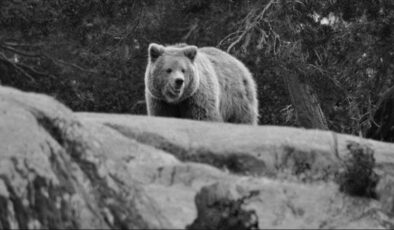 Japonya’da ayı saldırılarına karşı yapay zekalı gözetleme sistemi