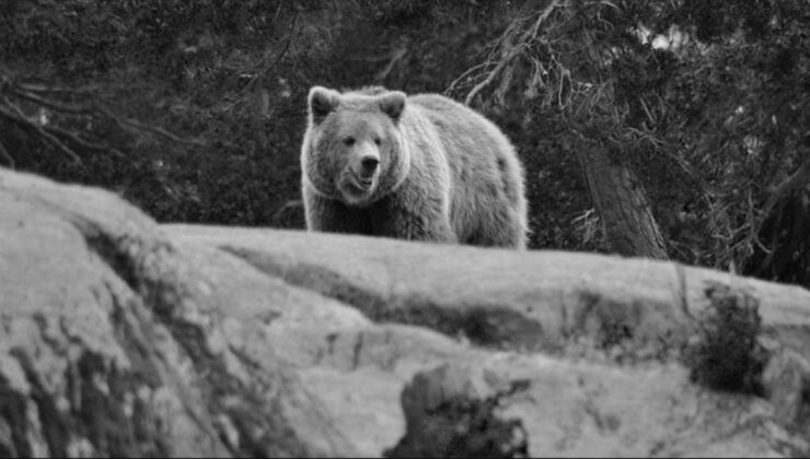 Japonya’da ayı saldırılarına karşı yapay zekalı gözetleme sistemi