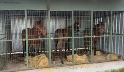 Kaçak işletmede at kesimi: Hayvanlar yapılan operasyonla kurtarıldı