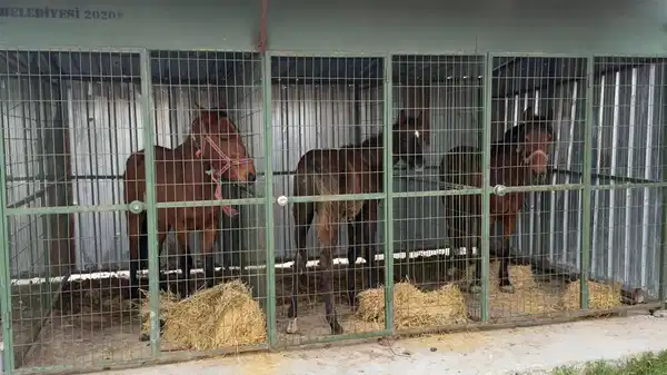 Kaçak işletmede at kesimi: Hayvanlar yapılan operasyonla kurtarıldı