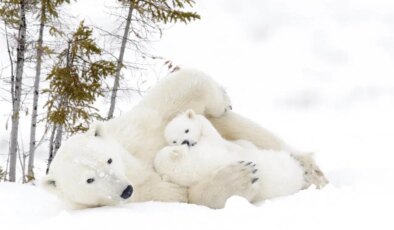 Kanada’da nadir olay: Kutup ayısı doğurmadığı yavruyu sahiplendi
