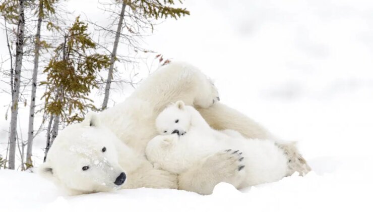Kanada’da nadir olay: Kutup ayısı doğurmadığı yavruyu sahiplendi