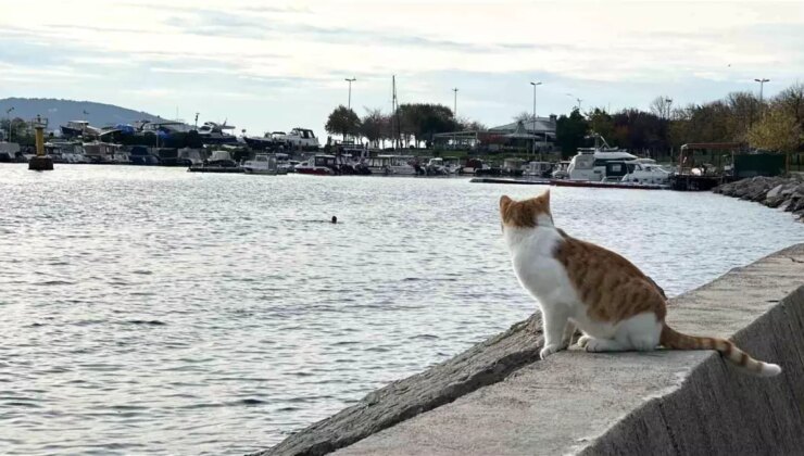 Kartal’da üşüten manzara: İki arkadaş soğukta denize girdi