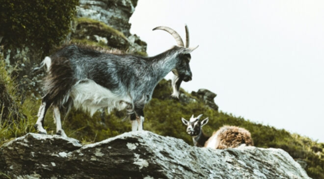 Kayseri’de yaban keçisi avlayana 953 bin 82 lira ceza kesildi