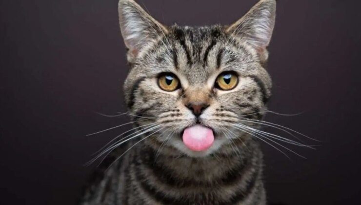 Kedi tarihi yeniden yazılıyor: İnsan yerleşiminde ilk kediler evcil değildi