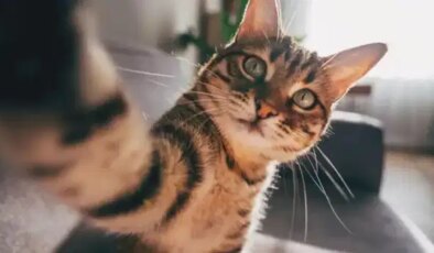 Kediler ilk ne zaman ve nerede evcilleşti?