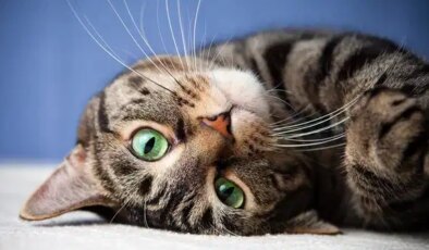 Kediler neden erkeklere daha çok miyavlar?